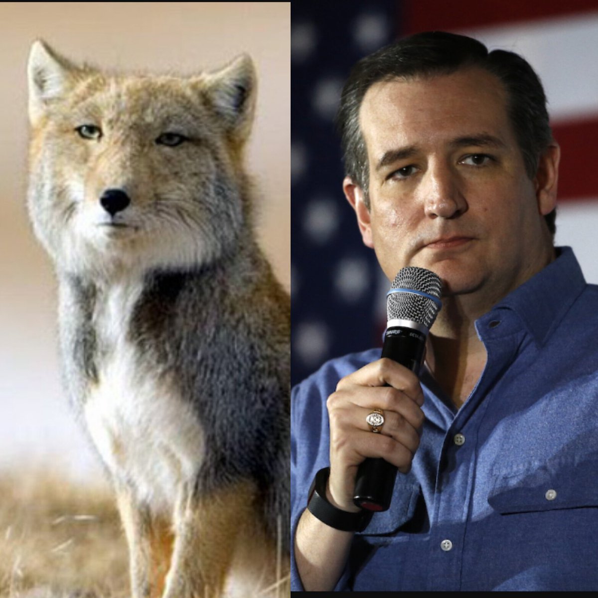 Base_Illusion's tweet photo. The Tibetan fox is #TedCruz 's animal form https://t.co/rjwwKb4AHR