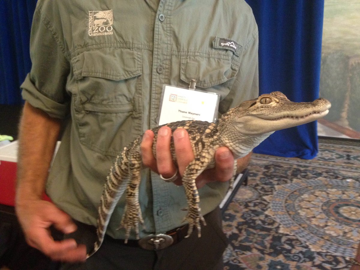 eschwartzberg's tweet photo. .@CincinnnatiZoo alligator looks around at @madechamber luncheon at @ManorHouseOhio . #experiencesmade https://t.co/7Pqi44DyZ9