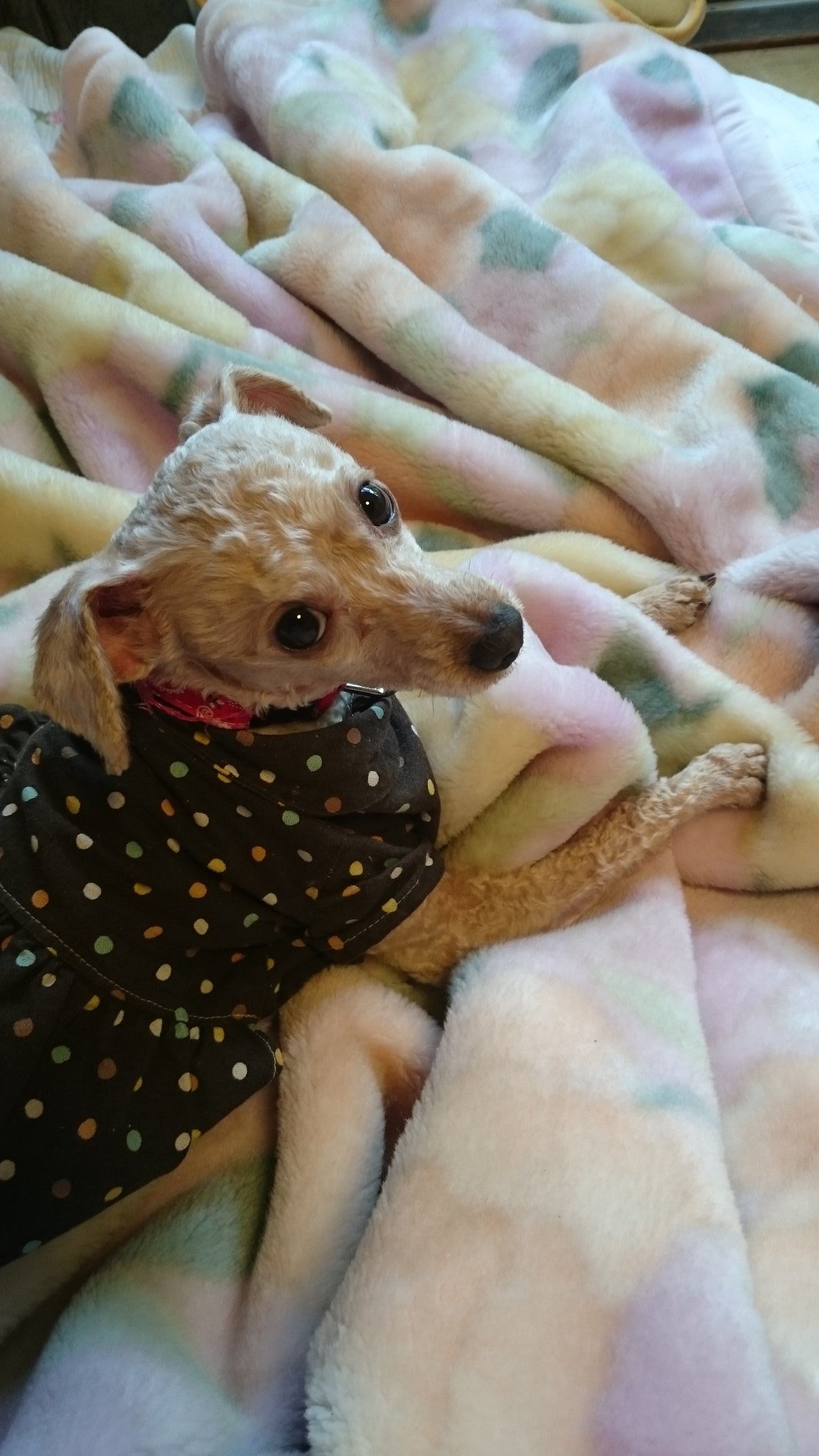 楓 うちの犬は毛布をカミカミするのがクセ 獣医さんいわく赤ちゃんの頃母犬からお乳もらってた時の名残らしい 確かに前足もお乳出すような感じで右左揉み揉みしてる 毛布とかクッションとかフワフワしたものが好きな愛犬です トイプードル T