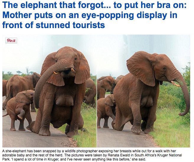 Imagine going to university for three years studying journalism to then writing an article slut-shaming an elephant