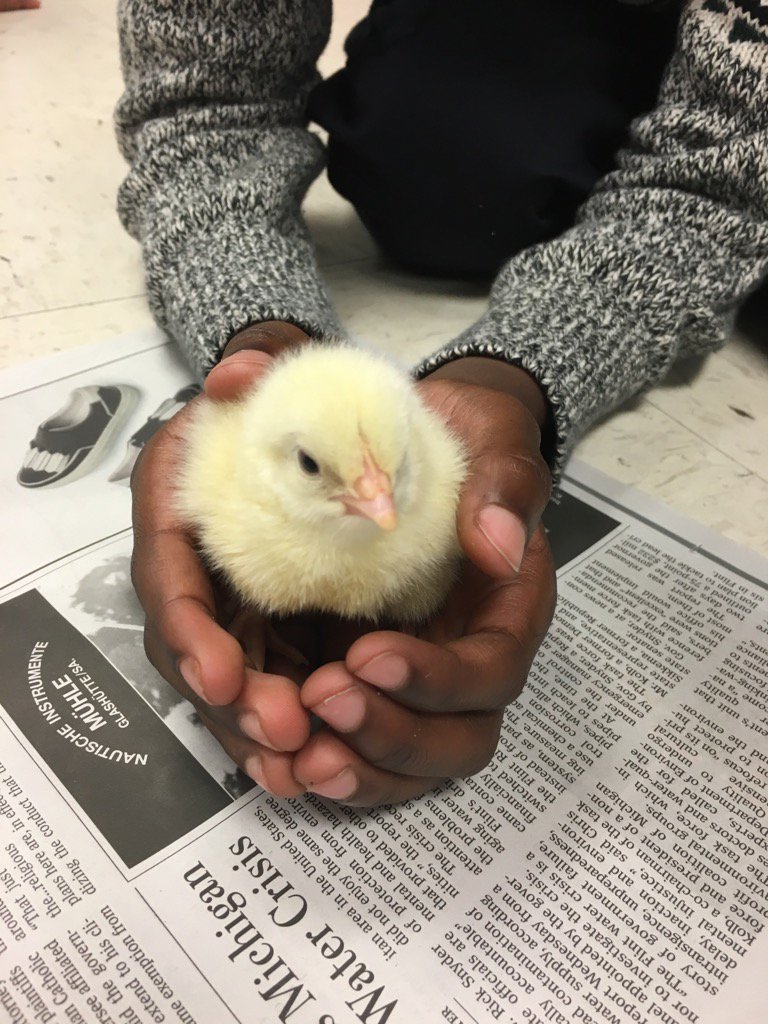 MrsIslamsClass's tweet image. The sweetest little chicks 🐣#lifecycles @WESWildcat @ergle_angela
