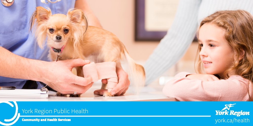 YorkRegionGovt's tweet photo. A1: Dogs and cats are also at risk if bitten by a #Rabies infected wild animal #FightTheBite #CheckUpChat https://t.co/fIdYTcZnGU
