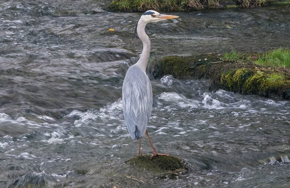 LuggieWatch tweet media