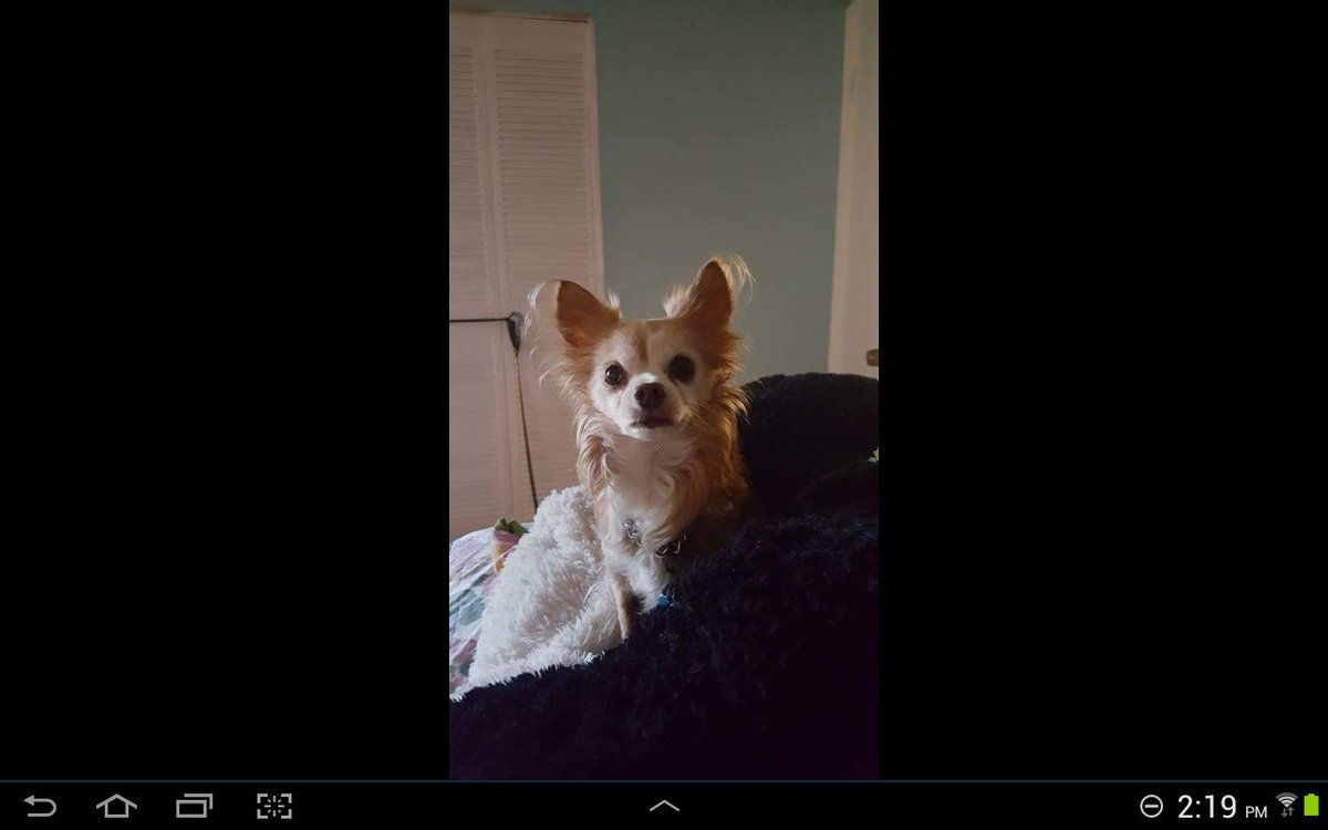 unknown03078908's tweet photo. R. I. P my sweet baby yeller https://t.co/XLjui0MAXf