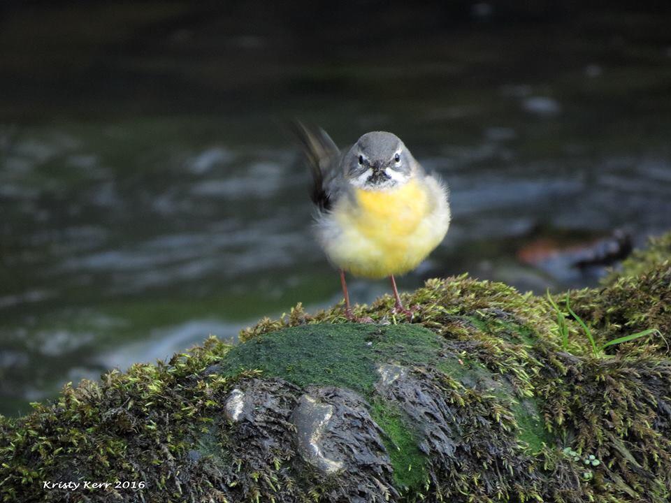 LuggieWatch tweet media