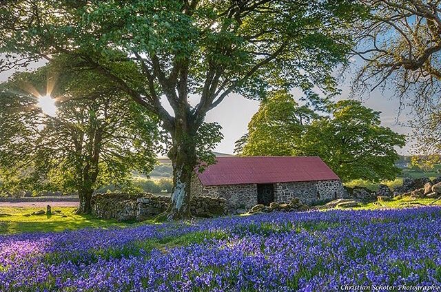 #Bluebells in bloom #Dartmoor (Pic by <a href="/ChrisSchoter/">Christian Schoter</a>)