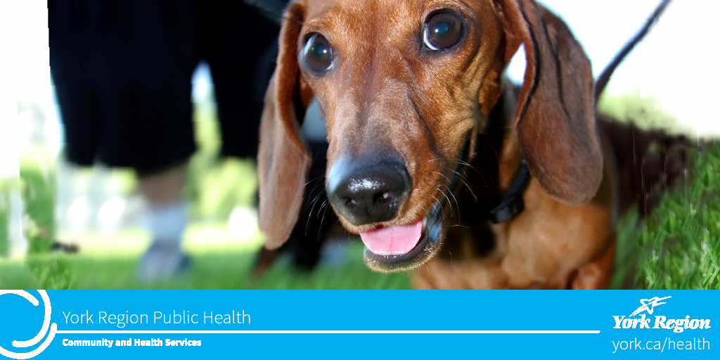 YorkRegionGovt's tweet photo. A3: Protect your pet from contact with wild animals and on a leash when outdoors #FightTheBite #CheckUpChat #Rabies https://t.co/zshjWGkzdr