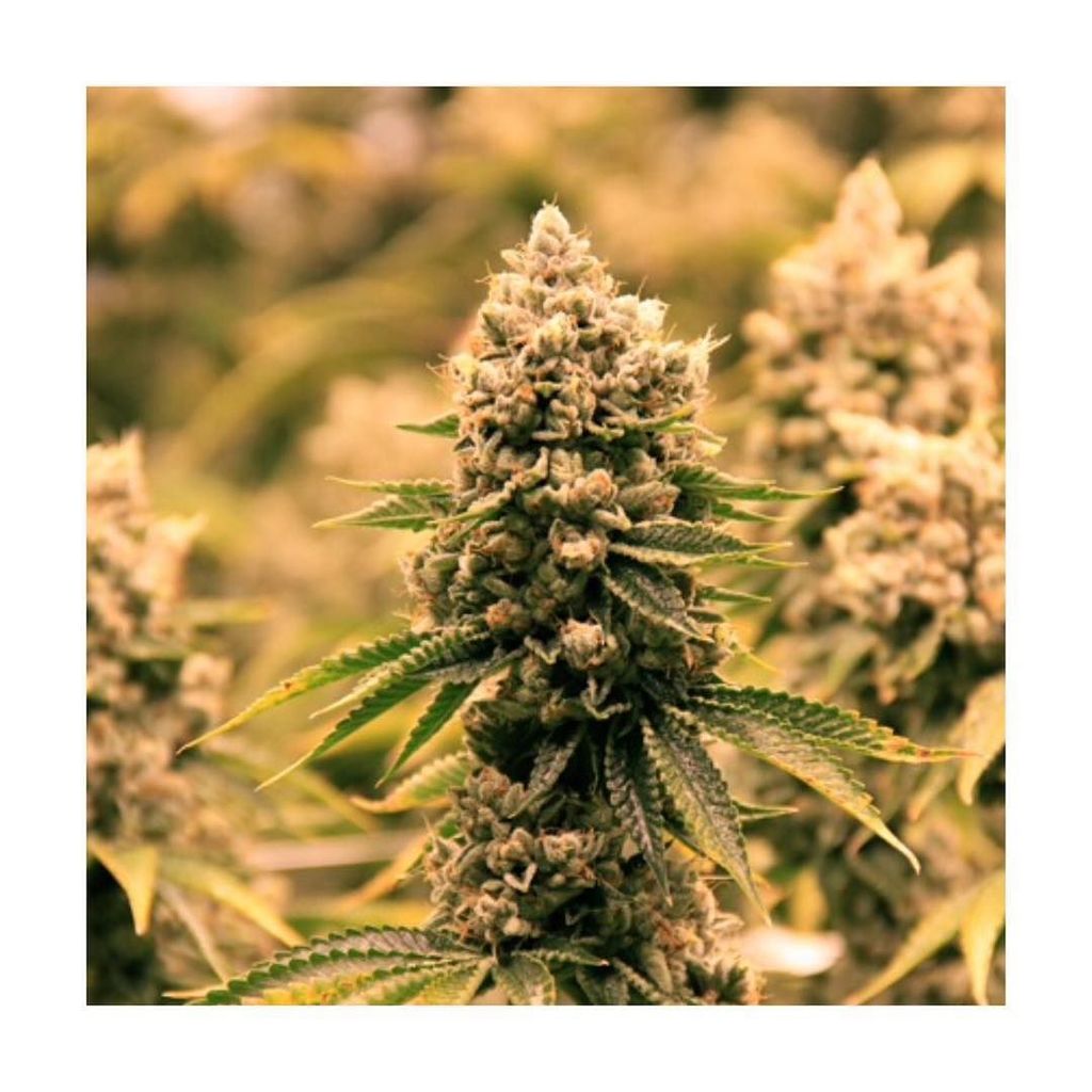 chroncierge's tweet photo. OverLord OG ๐ฏโฝ๏ธ๐ฏ @giftedgrower #Chroncierge #OverlordOG #OG #GiftedGrower https://t.co/hokZXzpAlh https://t.co/2OEifBnqCl