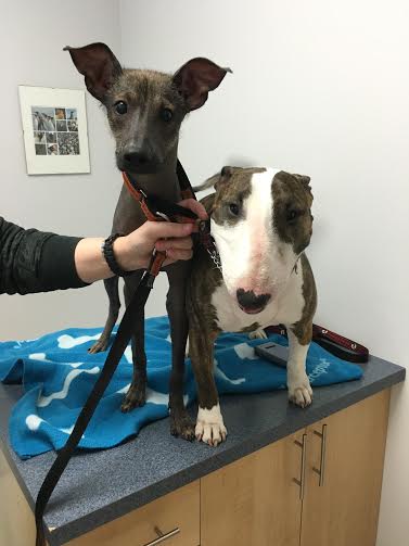 DouglasVets's tweet photo. Best buds Franco & Whiske came in to visit Dr. Berry for their annual exams today. #PeruvianIncaOrchid #BullTerrier https://t.co/JN9oaCc93S