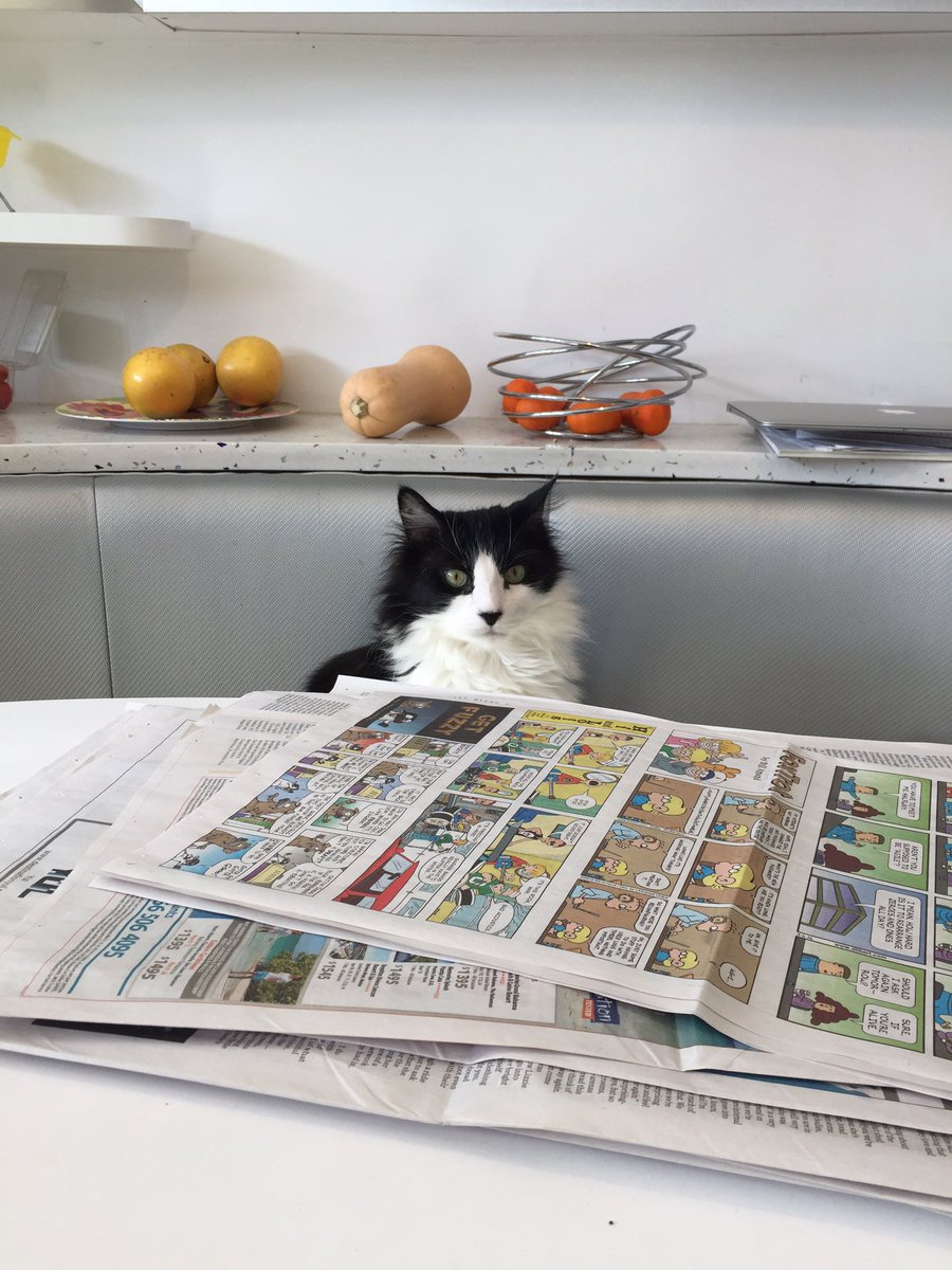 nirabel's tweet photo. @MYSADCAT My cat is sad cuz he hates my impatient tone as I explain the jokes to him https://t.co/JR4N6SzWmG