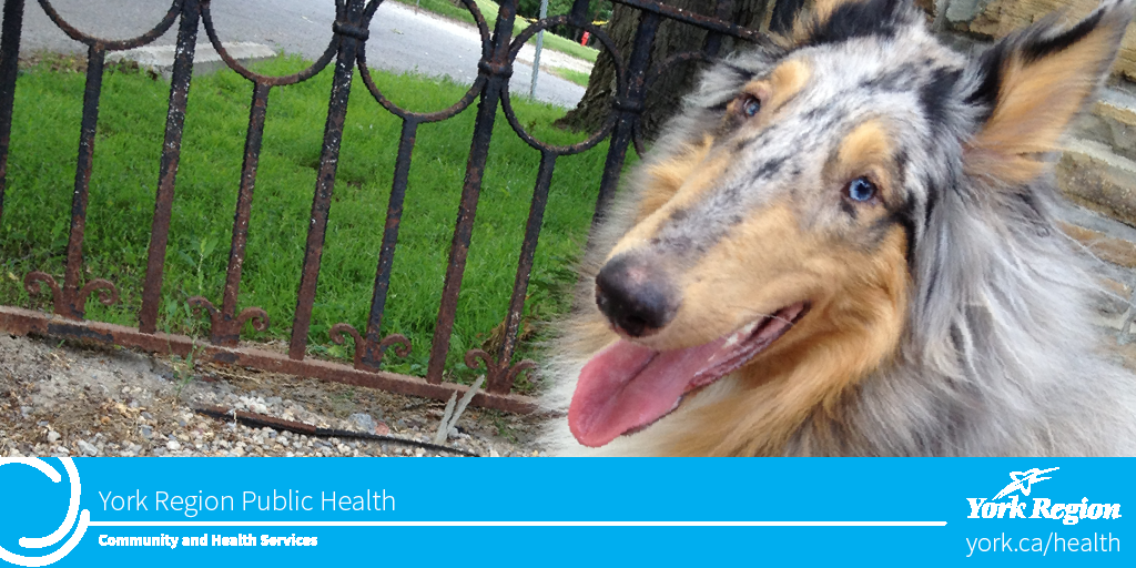 YorkRegionGovt's tweet photo. A4: If traveling abroad, be very careful and avoid stray dogs and cats #Rabies #CheckUpChat #FightTheBite https://t.co/26yXxPb3Pe