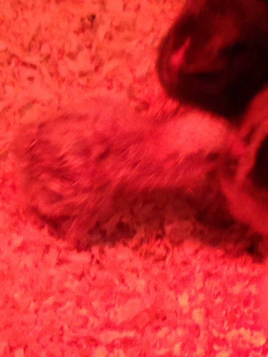 GingerReads's tweet photo. Newest chick: KanyEGG Nest #librarylife #librarychicks @kanyewest https://t.co/oK0xocOGRu