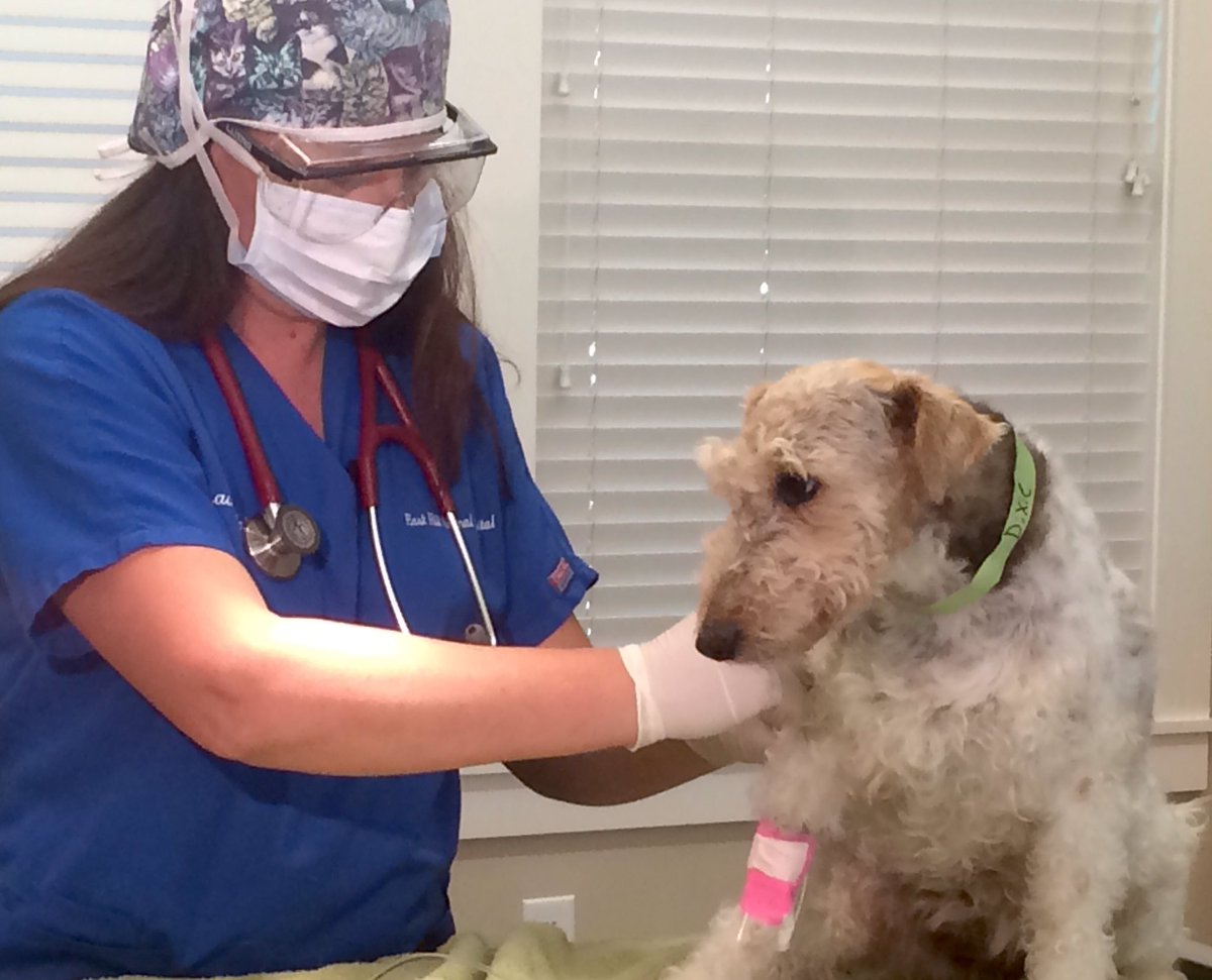 Working on a story today re: 2nd hand smoke &amp; pets.  <a href="/weartv/">WEAR ABC 3</a> #C3N #Pensacola #dogs #cats