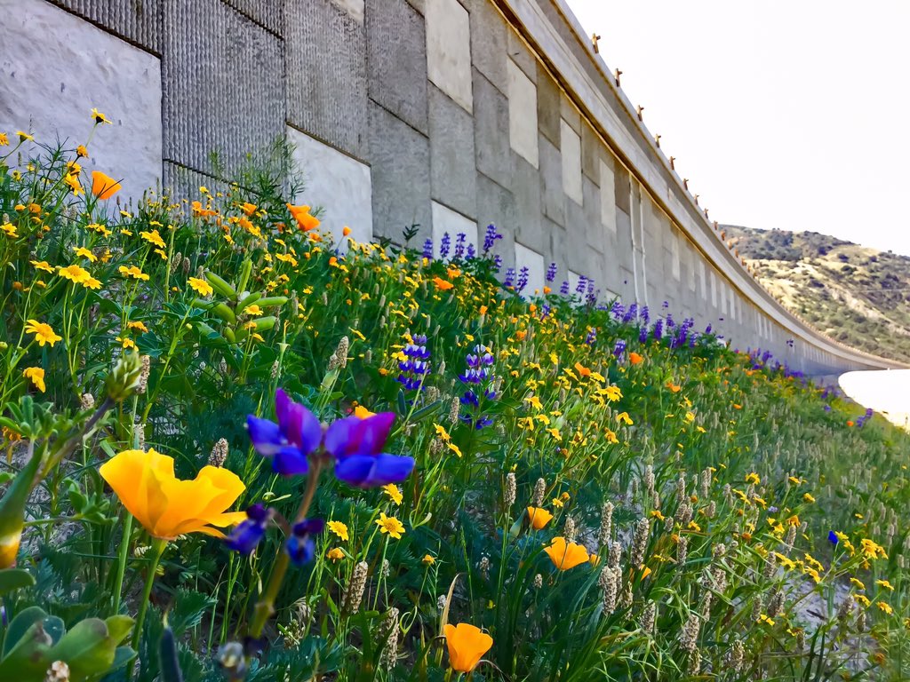 SR91Project's tweet photo. #lifeisbeautiful #springflowers #SR91project @IE511 @cityofcorona @RCTC @Caltrans8 @CaltransHQ https://t.co/UVZzeh7WHt
