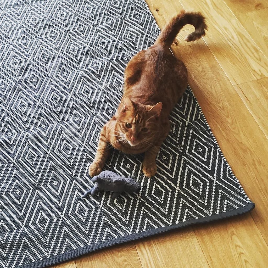 Chatchatcatcat's tweet photo. RUG LIFE 💰#catsofintstagram #cat #cats #petsofinstagram #pet #pets #kitten #meow #feline #cute #mog #cutecat #catgr… https://t.co/3NCRcXcrXA