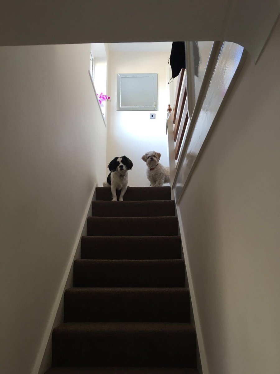 justbarkmilo's tweet photo. "I'm telling you I definitely heard a noise downstairs!!"
#woof #wuff #dogsoftwitter https://t.co/iNEuzFGxqr
