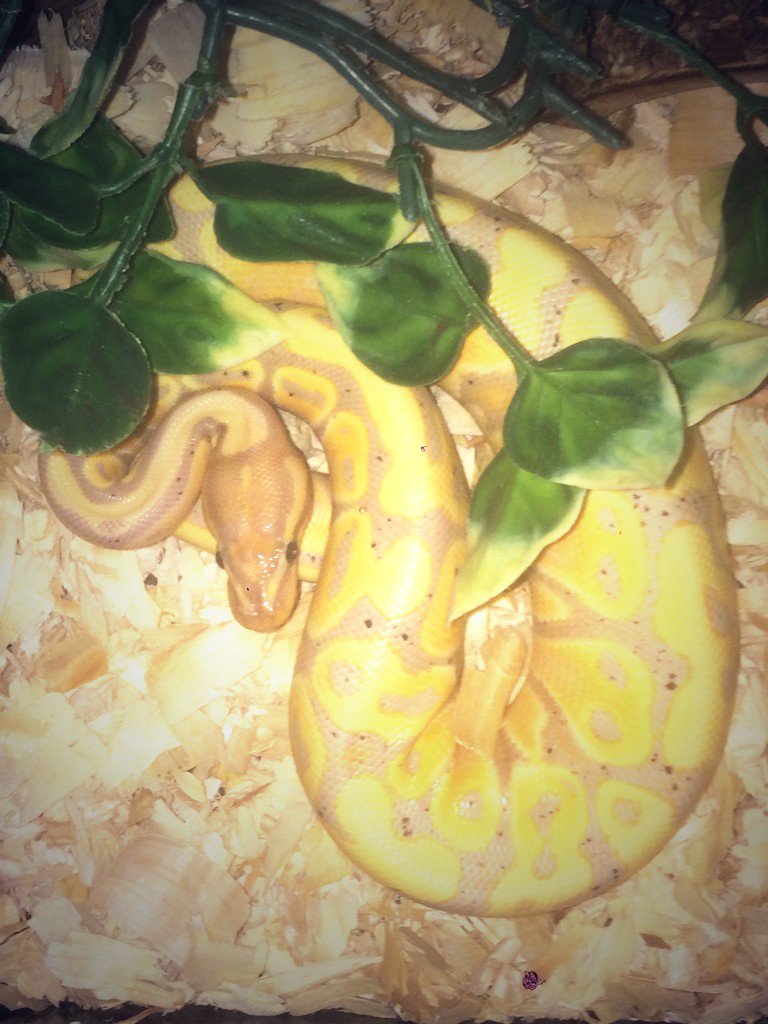 staph_anie's tweet photo. Got that good good banana morph python 🍌🐍 https://t.co/qy7jhS7b2A