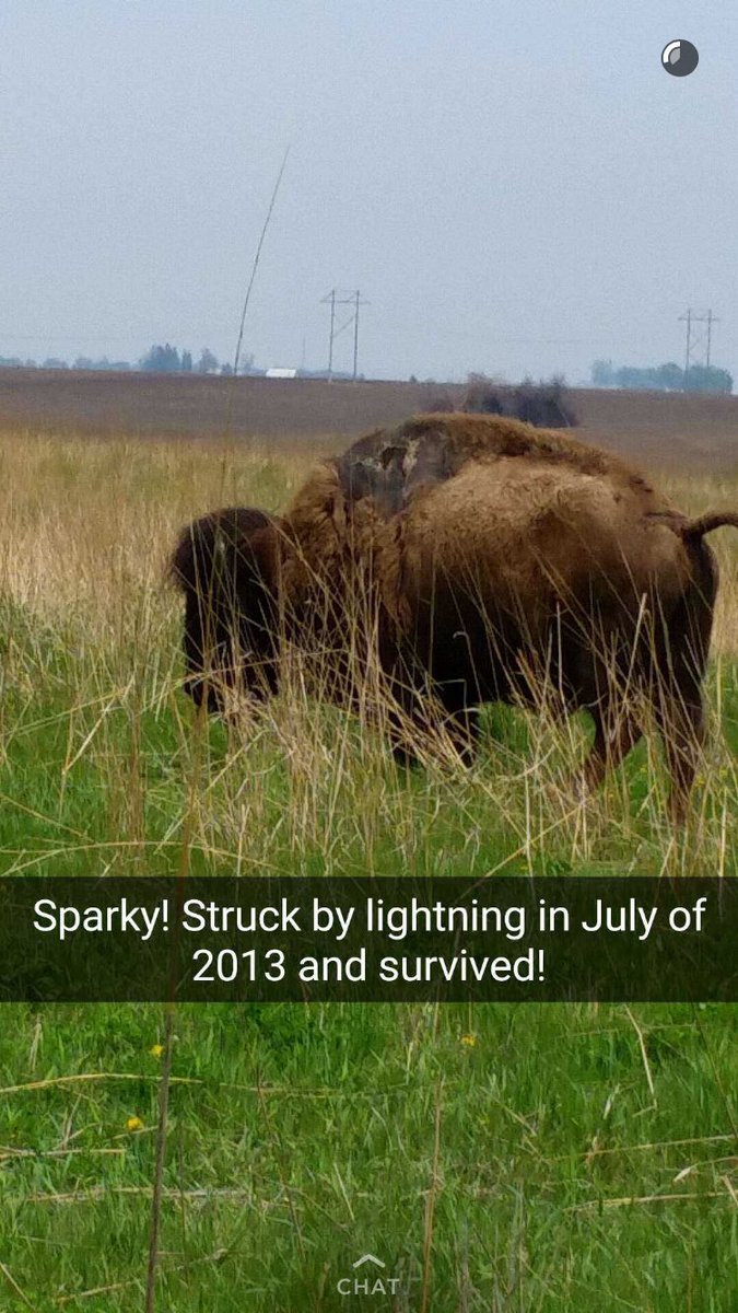 Interior's tweet image. Meet Sparky, the tough bison that survived a lightning strike ⚡️

Follow him on "usinterior" @snapchat today!