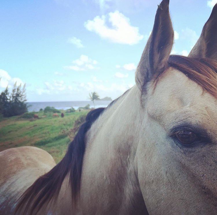 Happy #HelpaHorseDay! Bring carrots or apples down to our farm and tell them in person.