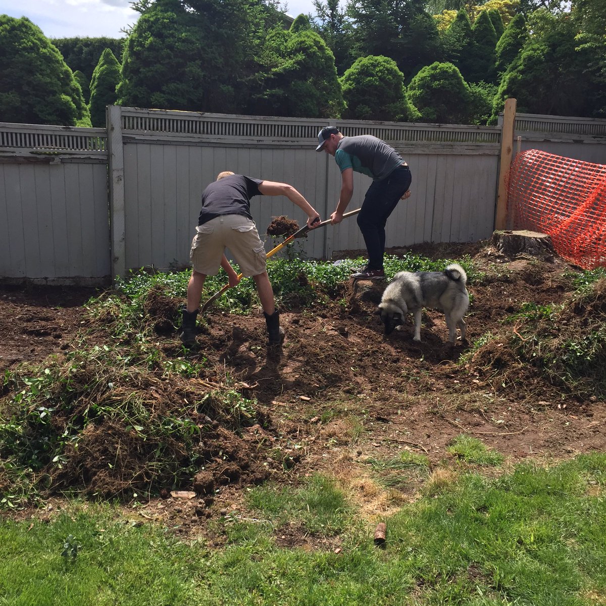 TSPOON77's tweet image. Little afternoon Backyard alterations #backyardprojects