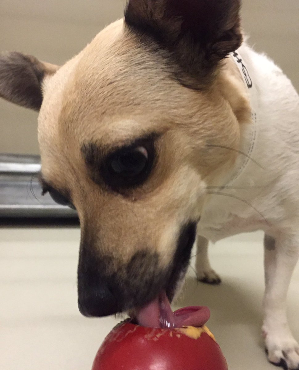1582Petsmart's tweet photo. Esther was SO EXCITED for #TreatTimeTuesday She loves celebrating with a Snack Kong! 🐾❤️👅@ray_rwest https://t.co/DF8VdpVC9z