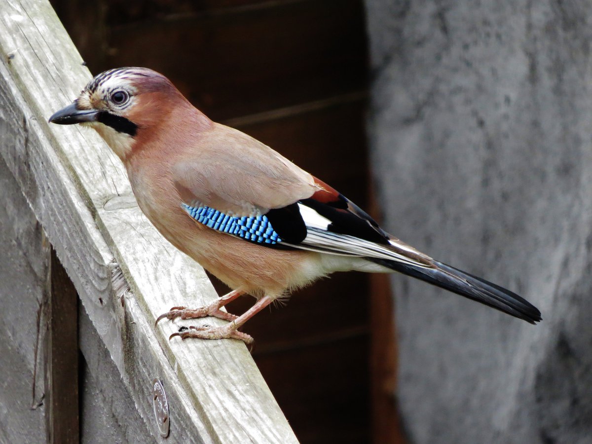 xJenniDx's tweet photo. Beautiful Jay #nature #wildlife #birds #jay https://t.co/WEsFCpk6hY