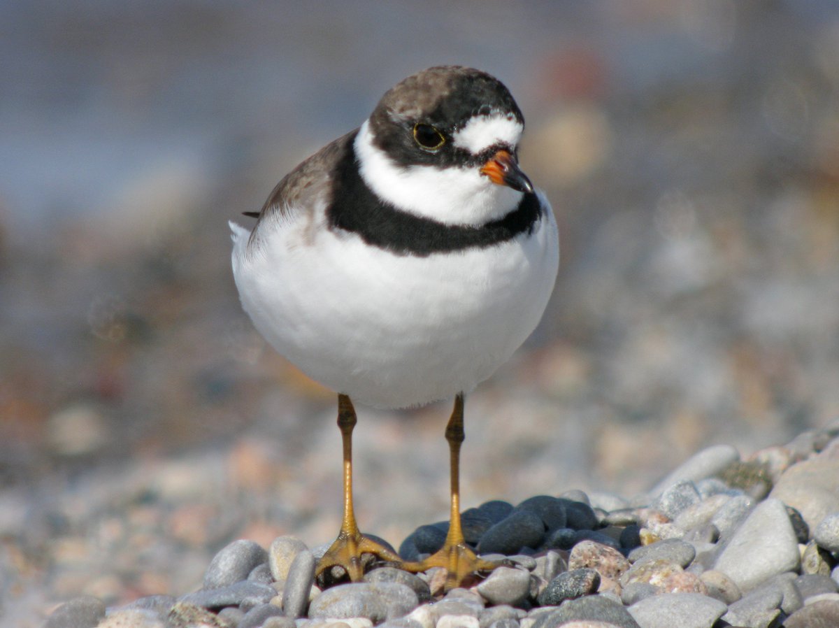 questnaturetour's tweet photo. Attending #FofBirds2016 @PointPeleeNP? Join shorebird ID workshops presented by @jeaniron2: https://t.co/Qhi2TAnyhU https://t.co/xppg9q7A8O