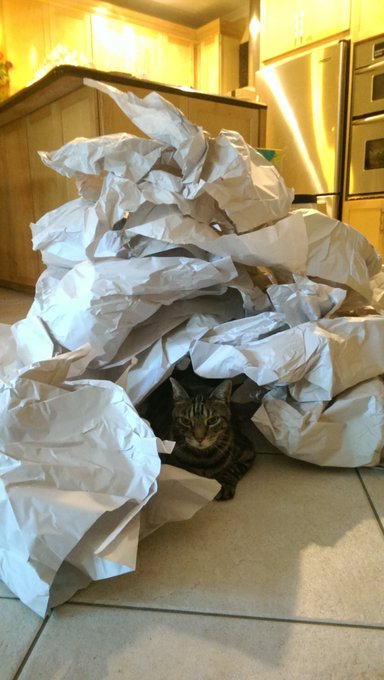 Just moved in and kitty seems to be enjoying the unpacking process! https://t.co/6AJSNcF275
