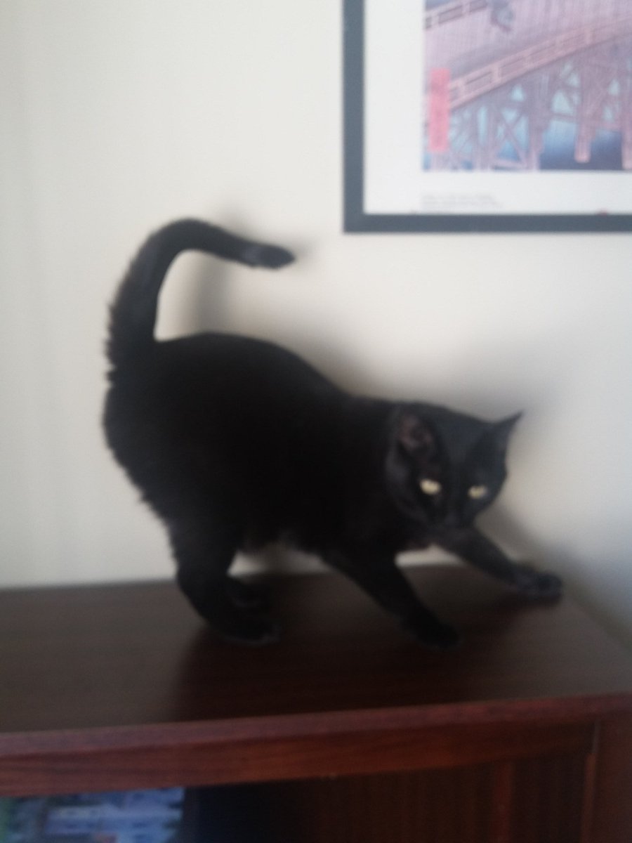 kittysamba's tweet photo. It has been brought to my attention that my tail isn't in that last picture. I believe in fair and equal coverage. https://t.co/z5fiUecNI7