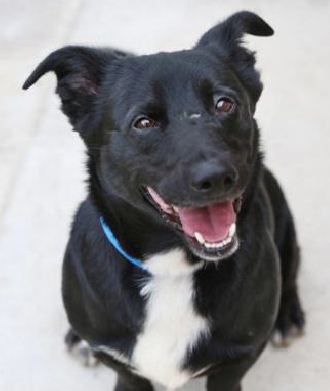 CityMinneapolis's tweet photo. Pet of the Week Bear, 5 yr old Corgi/Lab mix, at Minneapolis Animal Care and Control https://t.co/9NYGm0TmQg https://t.co/2Y1TSlYSly