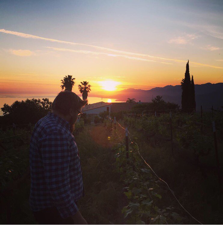 Checking the vines at sunset. #rinconmountain #venturacounty