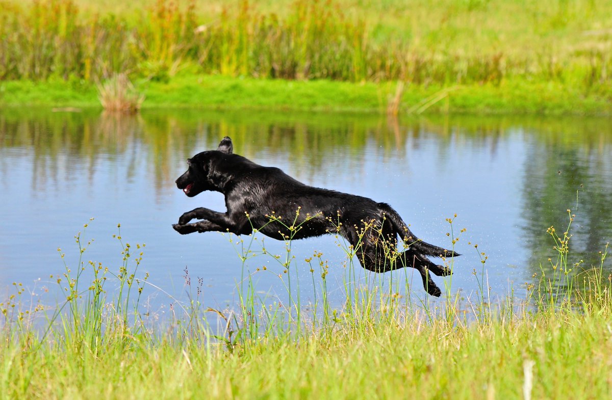 firstonthird's tweet image. Sign up for First@the Farm May 1! Dog trials, Stray Local band, hayrides and more: firstonthird.org/firstthefarm/