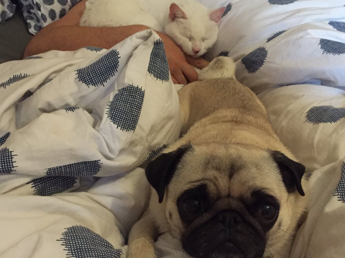 Oh dear! The cat is very close to my tail!! 🐾🐾