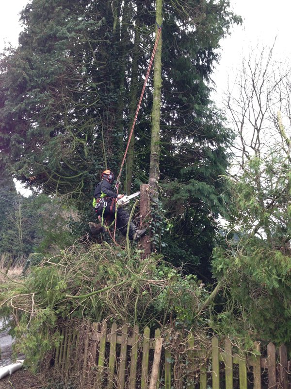 Call us if you'd like a quote on tree or hedge work #Dorchester #Poole #Wareham Bournemouth ow.ly/4mQWyw