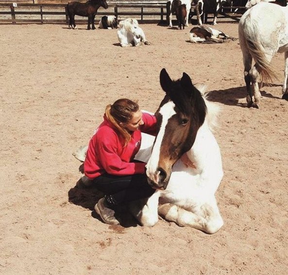 Our horses &amp; our staff are enjoying the Scottish sunshine! 
#teenranch #scotland #teenranchscotland #horses #sun