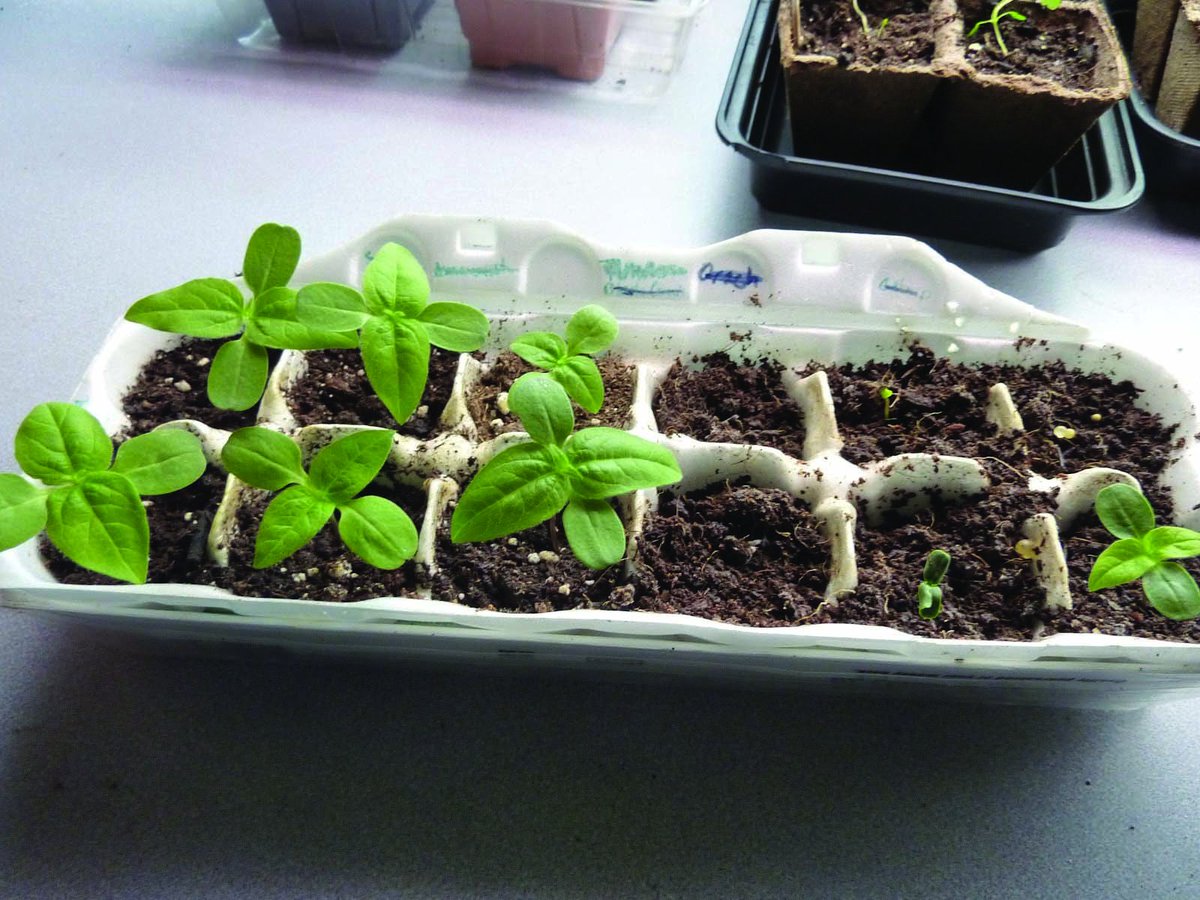 myriadgardens's tweet image. Next Bringing #Gardens to Life: Wed 4/27 10a. Best for Ages 2-5. Pre-register here --&amp;amp;gt;&amp;gt; bit.ly/20ISKqt