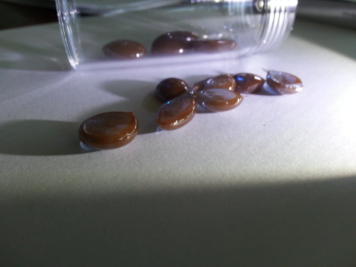 Andrestrujado's tweet photo. Colloidal gold glass is also dichroic glass red to blue colour #medievalalchemy #stainedglass #RealTimeChem https://t.co/dYReWRcCEU