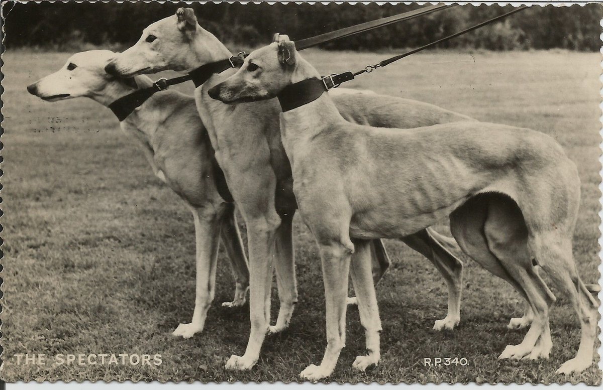 Class old postcard titled 'THE SPECTATORS' ebay.co.uk/itm/GREYHOUND-…  #greyhoundhistory #greyhounds