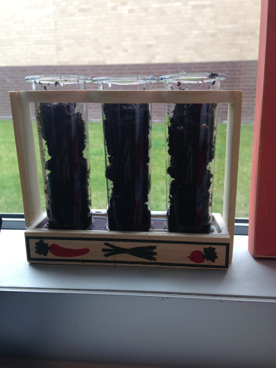 TeacherSnaps's tweet image. We are ready to see those roots! #morrisjays #day1 #rootviewer #science #scichat