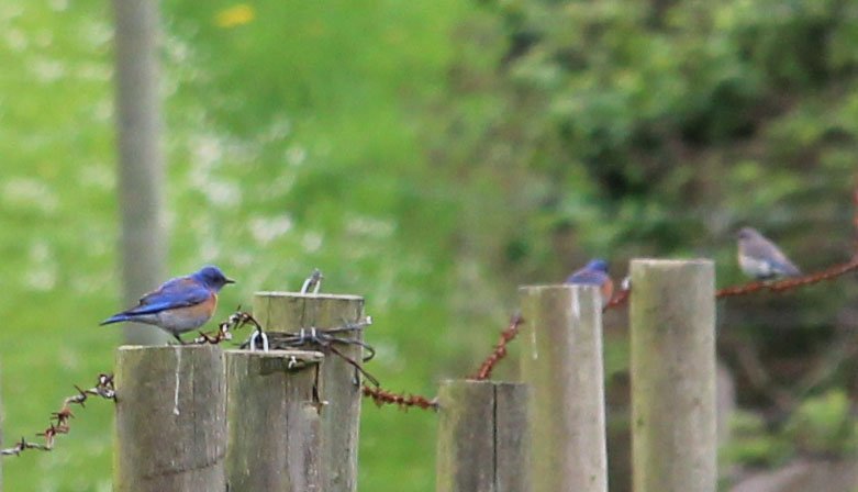 garryoakeco's tweet photo. We have a happy mystery on our hands! 3 unbanded bluebirds spotted outside of our release area! Photo A. Nightingale https://t.co/EfIrtNSoLv