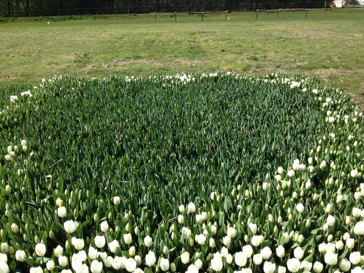 Selfieveld 'hart'. Het hart is al duidelijk zichtbaar. Het kleurt straks langzaam van groen naar rood ... #tulpen