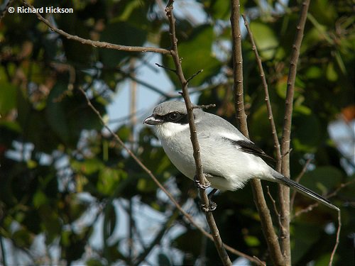 Nature_IL's tweet photo. This little fella looks harmless, but he's a fearsome hunter: https://t.co/M29qAOiy83 #LearnAboutBirds https://t.co/6hH6ar5lm2