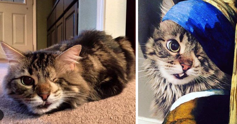 Wamiz Insolite Willie Le Chat Borgne Le Plus Adorable Du Web T Co Clchffycpe Wamiz Insolite Willie Le Chat Borgne Le Plus Adorable Du Web T Co Clchffycpe