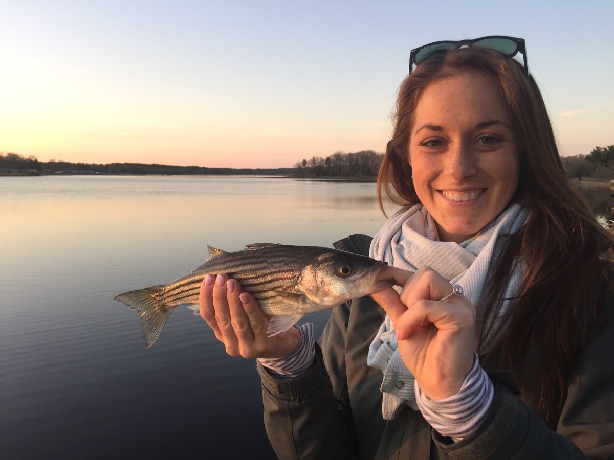 Small fish are here! myfishingcapecod.com/micro-schoolie…