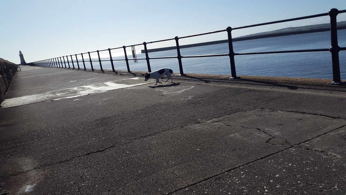 jackoshot's tweet photo. Almost alone on the #Northpier this morning. #OldMax @reflectawards https://t.co/3VBTHILyM4