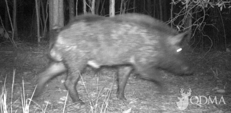 LindsayThomasJr's tweet photo. Optimal temp for #FeralHog movement: 64-72 deg C. Move less as gets colder/warmer. Study: Shannon Kay @USDA_APHIS https://t.co/Og26GPuktv