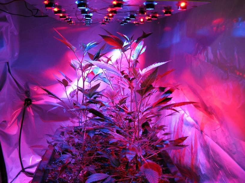 cannabisXLLED's tweet photo. Beautiful! 
https://t.co/lC0Azb0Gg6
#CannabisXLLED #LEDGrow #LEDLight #GrowMarijuana #CannabisGrow https://t.co/cycA8i0BVo
