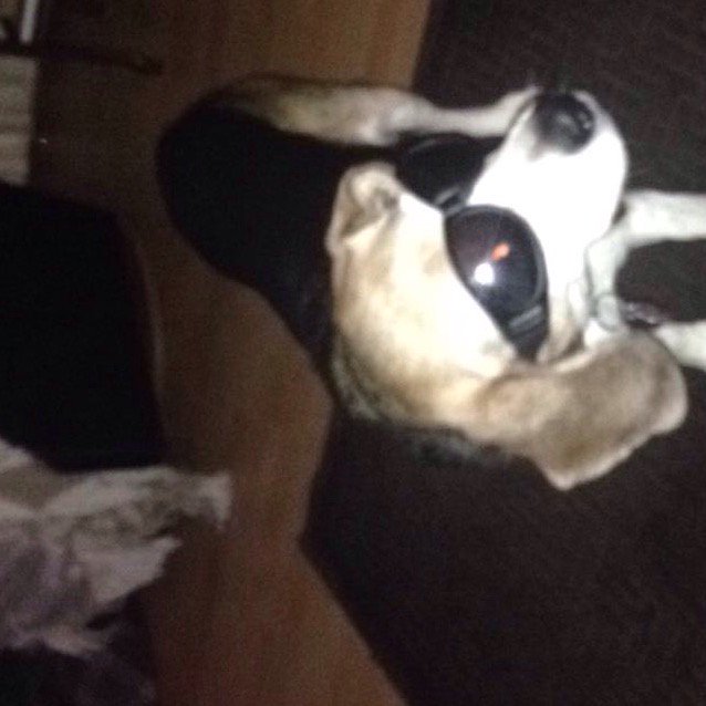 SeniorBudinski's tweet photo. Even tho I'll always wear those shades better than you, I miss you buddy https://t.co/5f2q1uW1pQ