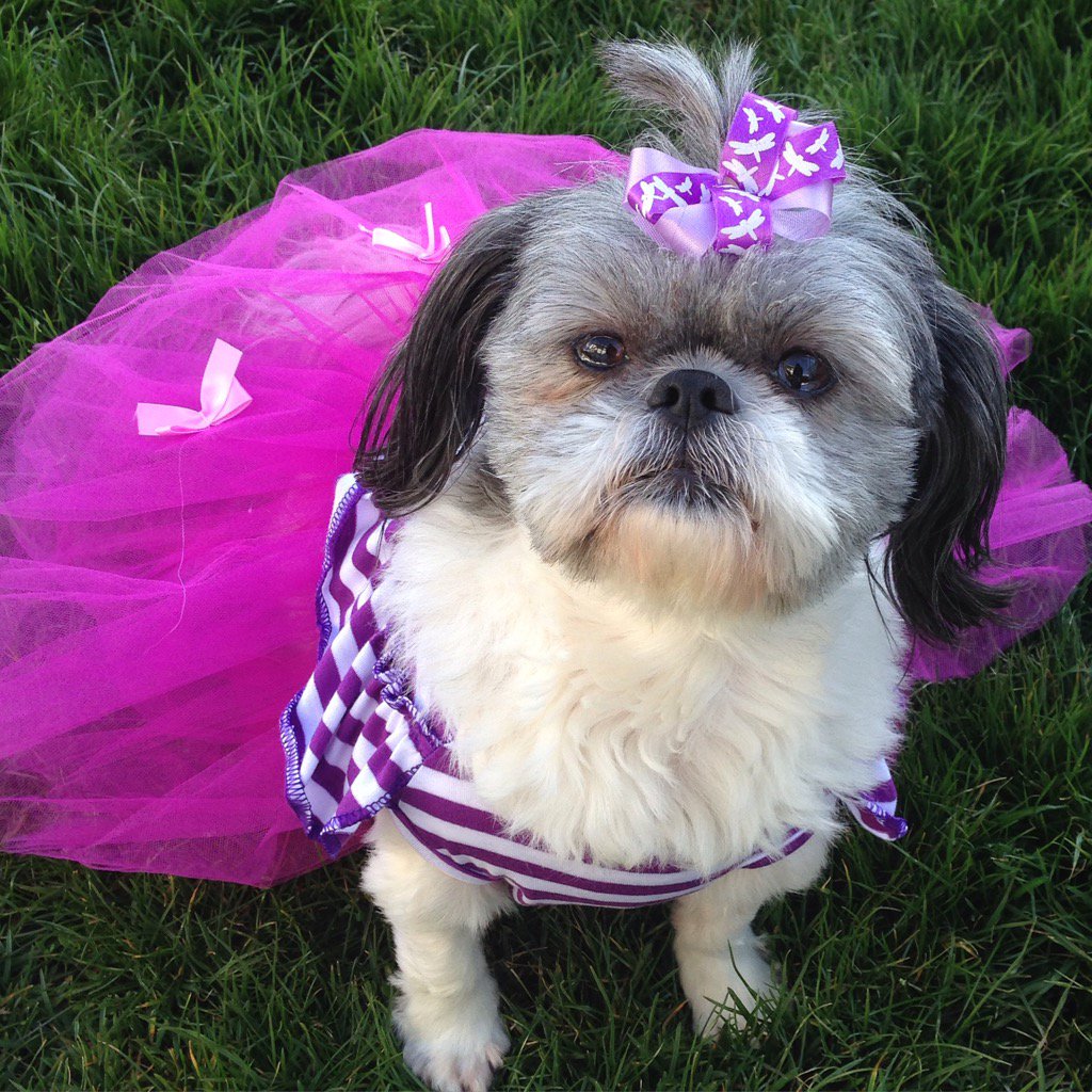 misscocobeans1's tweet photo. Happy #TutuTuesday 👯 #dogsoftwitter #AdoptDontShop #Shihtzu #rescuedog https://t.co/AXny3pGbo4
