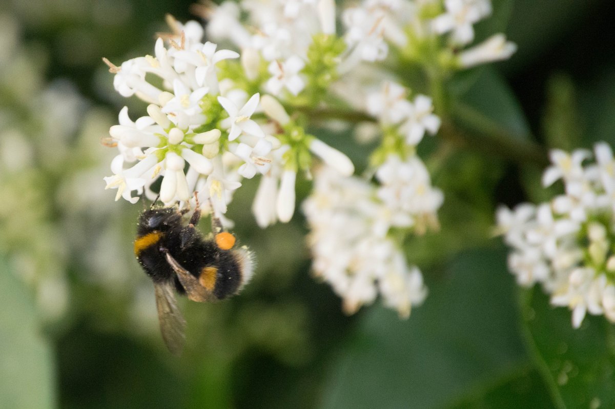 McGlashenPhotos's tweet photo. Can even see the pollen on these bees #photography https://t.co/mRDD6MpNH7